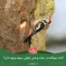 حیات وحش لیقوان سهند
